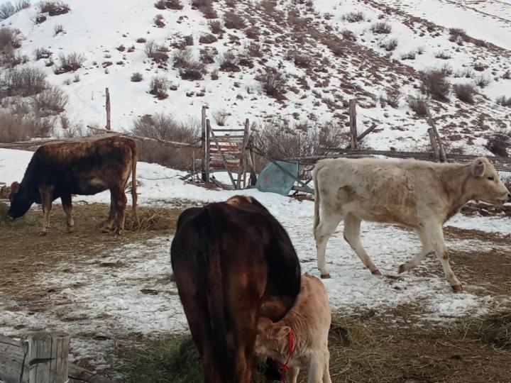 Kausar Guest House Karabulak Kültér fotó